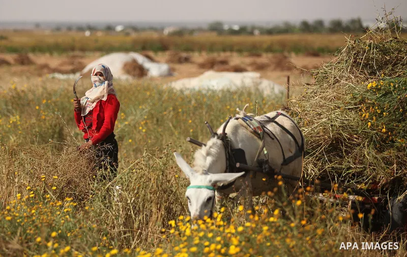 A Palestinian woman harvests wheat and barley on a farm in Khan Younis in the southern Gaza Strip. Photo by Ashraf Amra