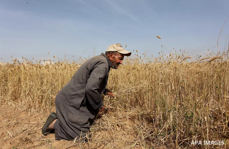 A Palestinian man harvests wheat and barley on a farm in Khan Younis in the southern Gaza Strip. Photo by Ashraf Amra