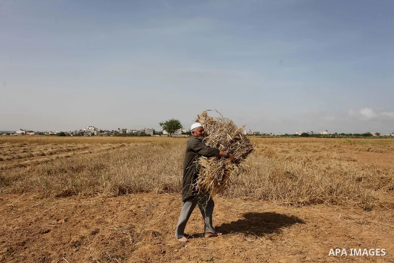 A Palestinian man harvests wheat and barley on a farm in Khan Younis in the southern Gaza Strip. Photo by Ashraf Amra