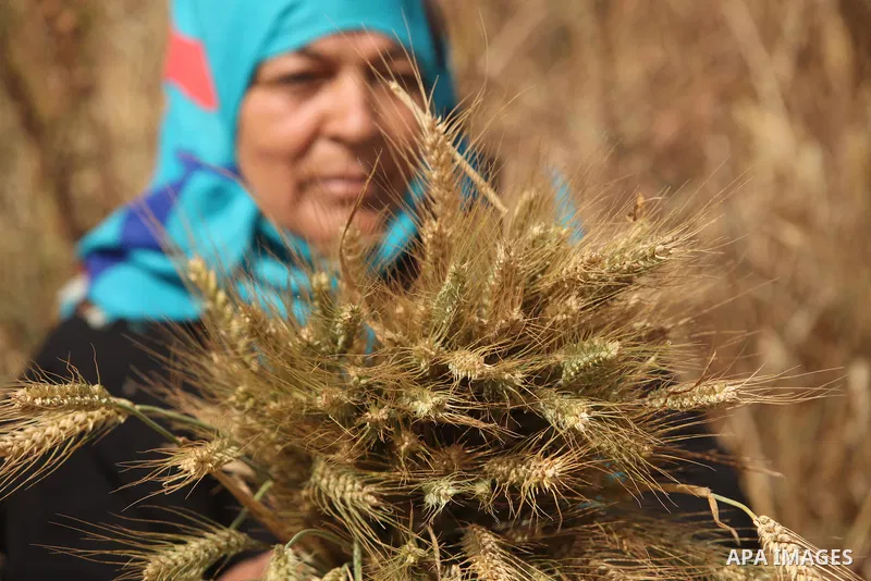 A Palestinian woman harvests wheat and barley on a farm in Khan Younis in the southern Gaza Strip. Photo by Ashraf Amra