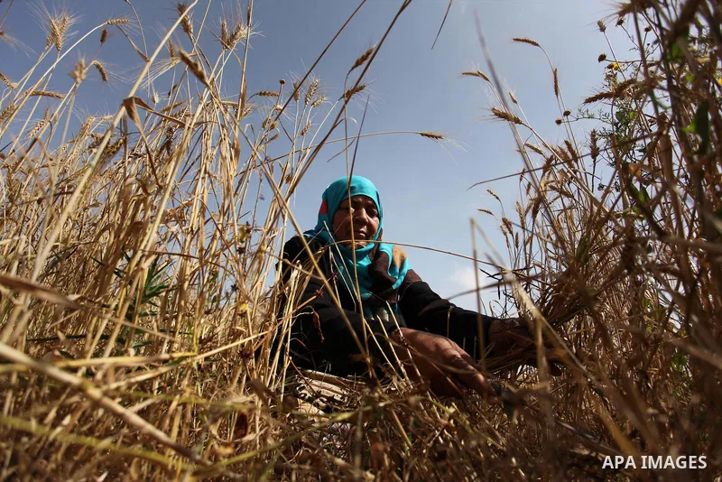 A Palestinian woman harvests wheat and barley on a farm in Khan Younis in the southern Gaza Strip. Photo by Ashraf Amra
