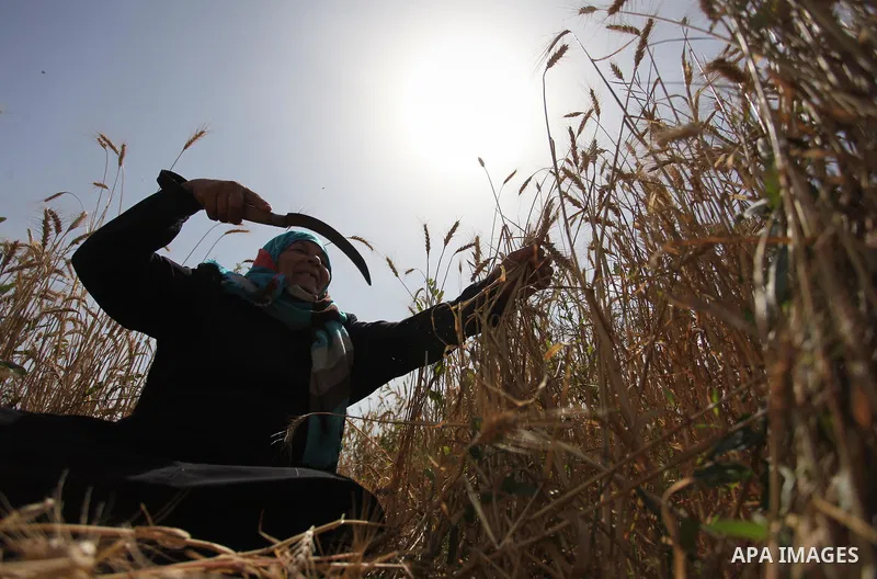 A Palestinian woman harvests wheat and barley on a farm in Khan Younis in the southern Gaza Strip. Photo by Ashraf Amra