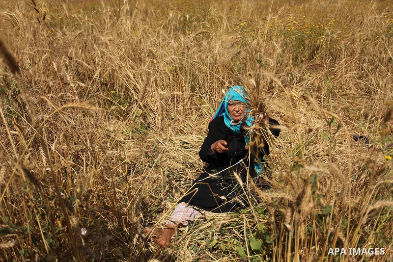 A Palestinian woman harvests wheat and barley on a farm in Khan Younis in the southern Gaza Strip. Photo by Ashraf Amra