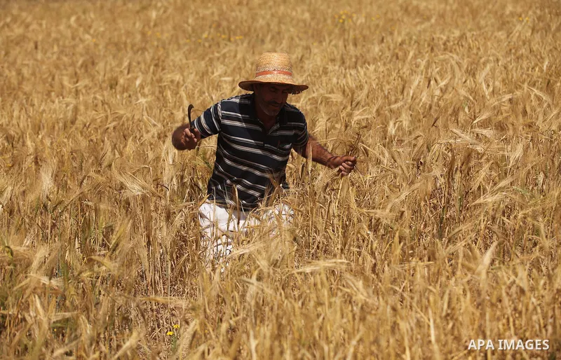 A Palestinian man harvests wheat and barley on a farm in Khan Younis in the southern Gaza Strip. Photo by Ashraf Amra