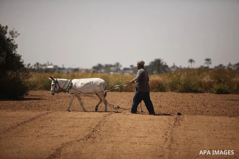 A Palestinian man harvests wheat and barley on a farm in Khan Younis in the southern Gaza Strip. Photo by Ashraf Amra