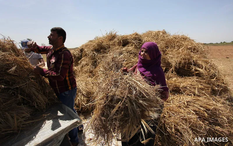 Palestinians harvest wheat and barley on a farm in Khan Younis in the southern Gaza Strip April 25, 2016. Photo by Ashraf Amra