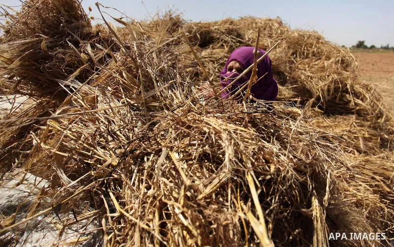 A Palestinian woman refines grinded barley during harvest on a farm in Khan Younis in the southern Gaza Strip. Photo by Ashraf Amra