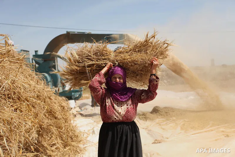 A Palestinian woman refines grinded barley during harvest on a farm in Khan Younis in the southern Gaza Strip. Photo by Ashraf Amra