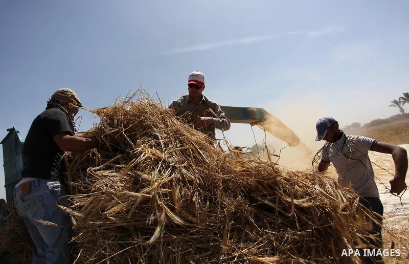 Palestinian men refine grinded barley during harvest on a farm in Khan Younis in the southern Gaza Strip. Photo by Ashraf Amra