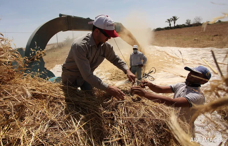 Palestinian men refine grinded barley during harvest on a farm in Khan Younis in the southern Gaza Strip. Photo by Ashraf Amra