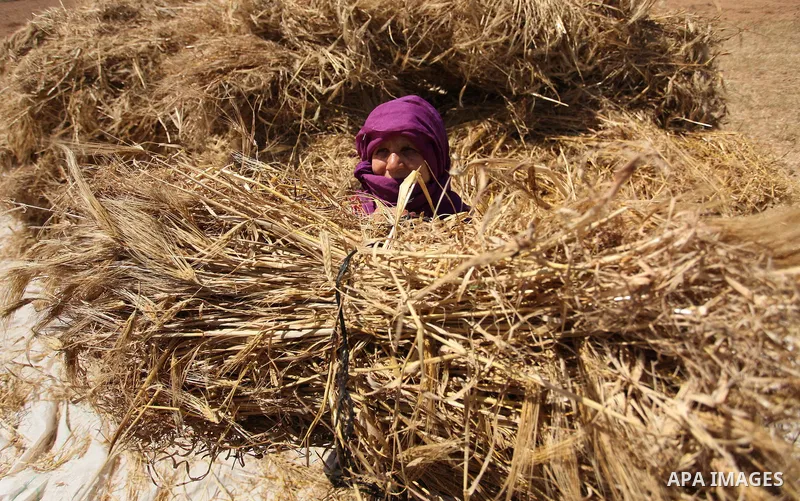 A Palestinian woman harvests wheat and barley on a farm in Khan Younis in the southern Gaza Strip. Photo by Ashraf Amra