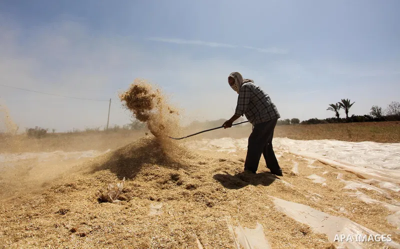 A Palestinian man refines grinded barley during harvest on a farm in Khan Younis in the southern Gaza Strip. Photo by Ashraf Amra