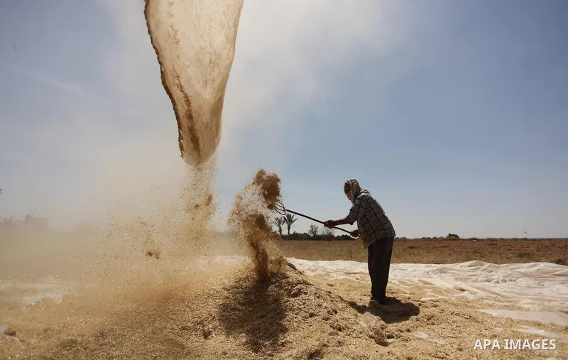 A Palestinian man refines grinded barley during harvest on a farm in Khan Younis in the southern Gaza Strip. Photo by Ashraf Amra