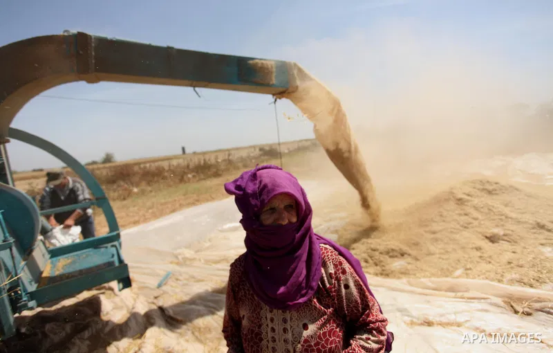 A Palestinian woman harvests wheat and barley on a farm in Khan Younis in the southern Gaza Strip. Photo by Ashraf Amra