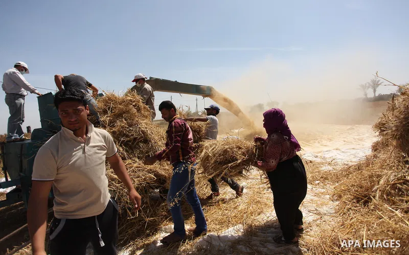 Palestinian men refine grinded barley during harvest on a farm in Khan Younis in the southern Gaza Strip. Photo by Ashraf Amra
