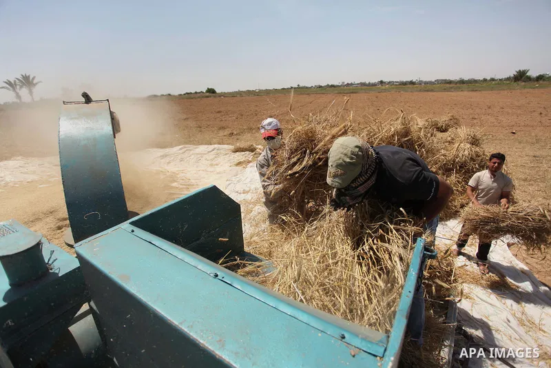 Palestinian men refine grinded barley during harvest on a farm in Khan Younis in the southern Gaza Strip. Photo by Ashraf Amra