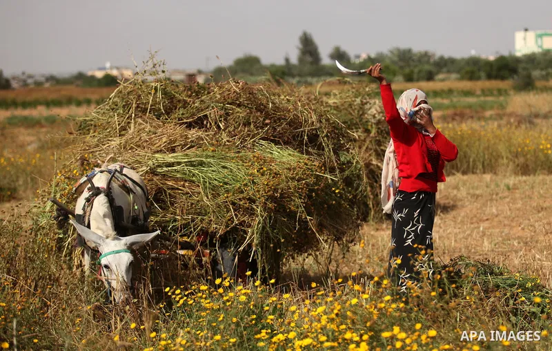 Palestinians harvest wheat and barley on a farm in Khan Younis in the southern Gaza Strip April 25, 2016. Photo by Ashraf Amra