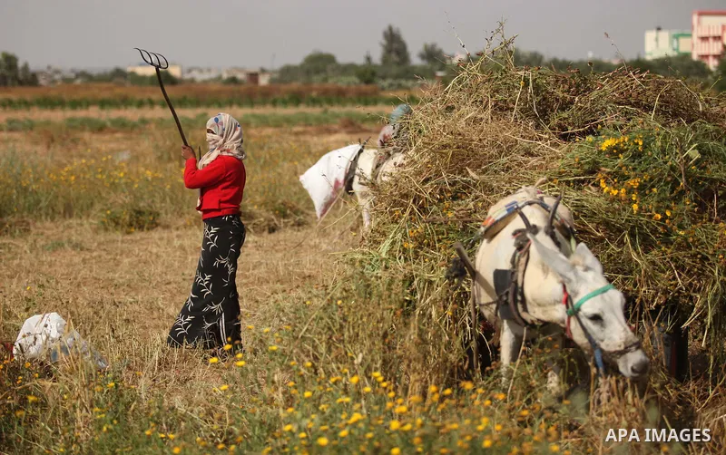 A Palestinian woman harvests wheat and barley on a farm in Khan Younis in the southern Gaza Strip. Photo by Ashraf Amra