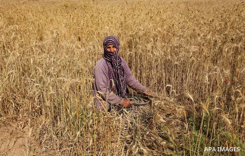 A Palestinian woman harvests wheat and barley on a farm in Khan Younis in the southern Gaza Strip. Photo by Ashraf Amra
