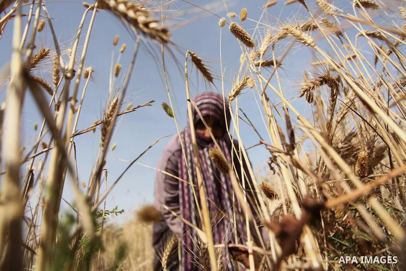 Palestinians harvest wheat and barley on a farm in Khan Younis in the southern Gaza Strip April 25, 2016. Photo by Ashraf Amra