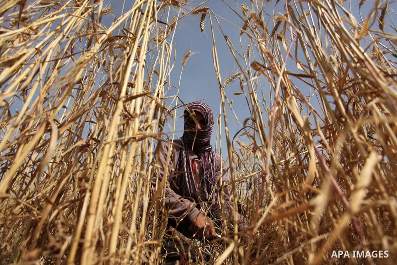 A Palestinian woman harvests wheat and barley on a farm in Khan Younis in the southern Gaza Strip. Photo by Ashraf Amra