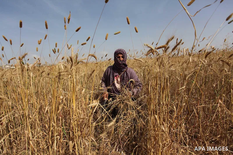 A Palestinian woman harvests wheat and barley on a farm in Khan Younis in the southern Gaza Strip. Photo by Ashraf Amra