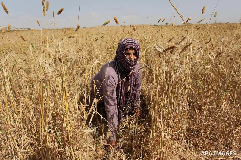 A Palestinian woman harvests wheat and barley on a farm in Khan Younis in the southern Gaza Strip. Photo by Ashraf Amra