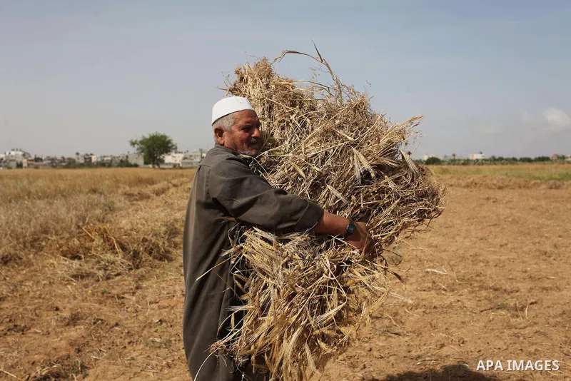 A Palestinian man harvests wheat and barley on a farm in Khan Younis in the southern Gaza Strip. Photo by Ashraf Amra