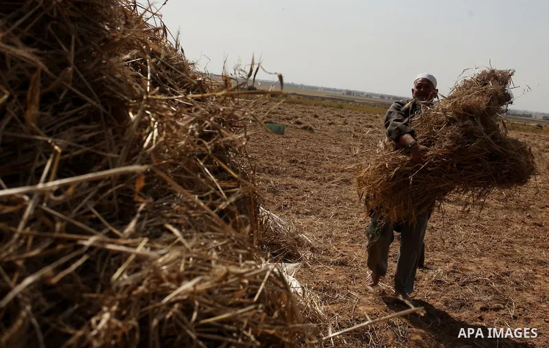 A Palestinian man harvests wheat and barley on a farm in Khan Younis in the southern Gaza Strip. Photo by Ashraf Amra