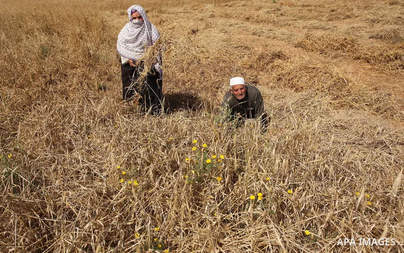 Palestinians harvest wheat and barley on a farm in Khan Younis in the southern Gaza Strip April 25, 2016. Photo by Ashraf Amra