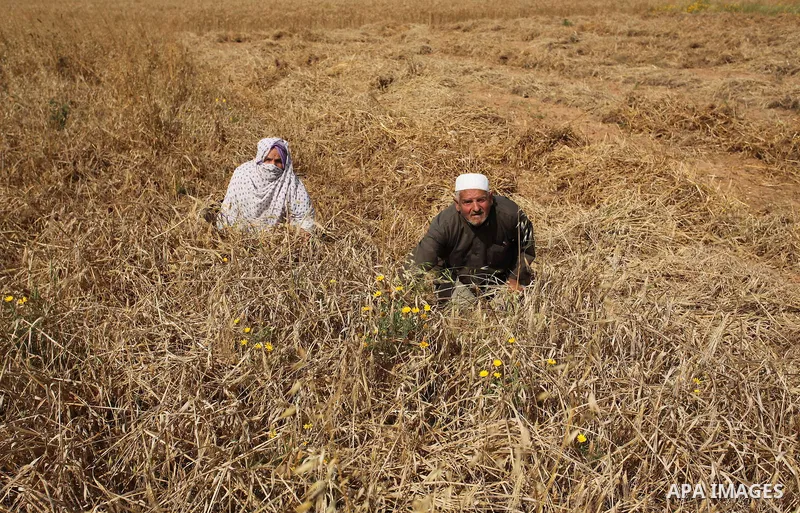 Palestinians harvest wheat and barley on a farm in Khan Younis in the southern Gaza Strip April 25, 2016. Photo by Ashraf Amra