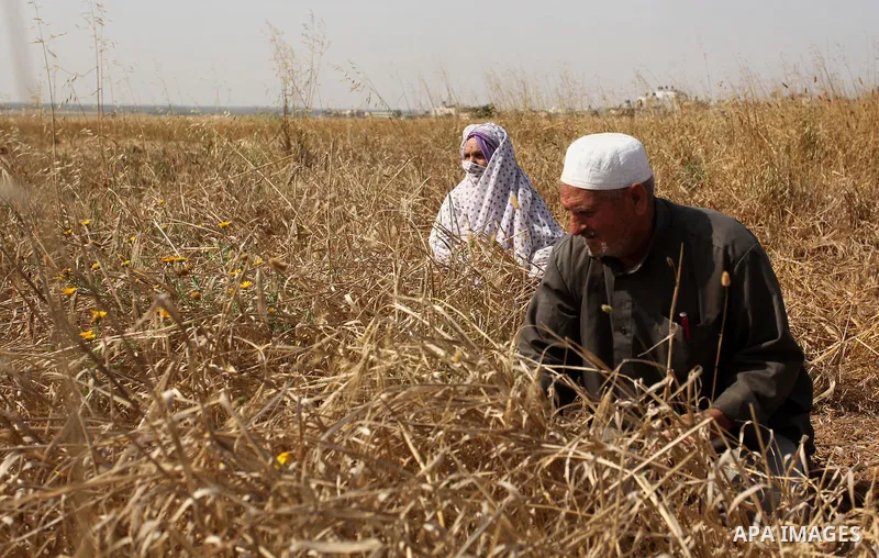Palestinians harvest wheat and barley on a farm in Khan Younis in the southern Gaza Strip April 25, 2016. Photo by Ashraf Amra