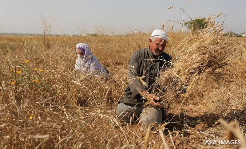 Palestinians harvest wheat and barley on a farm in Khan Younis in the southern Gaza Strip April 25, 2016. Photo by Ashraf Amra