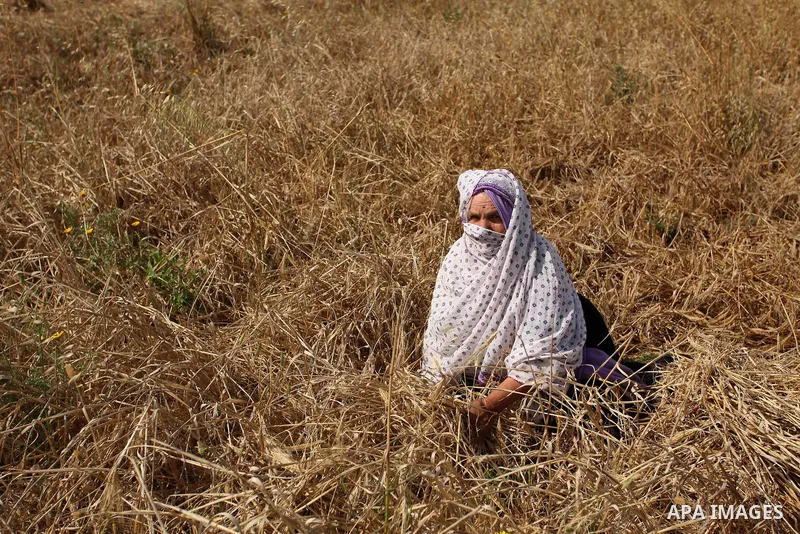 A Palestinian woman harvests wheat and barley on a farm in Khan Younis in the southern Gaza Strip. Photo by Ashraf Amra
