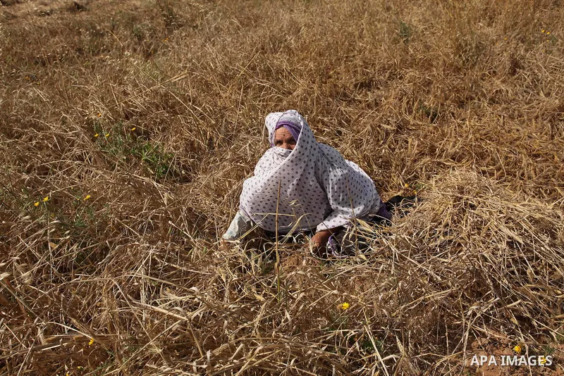 A Palestinian woman harvests wheat and barley on a farm in Khan Younis in the southern Gaza Strip. Photo by Ashraf Amra