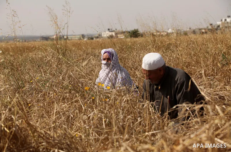 Palestinians harvest wheat and barley on a farm in Khan Younis in the southern Gaza Strip April 25, 2016. Photo by Ashraf Amra