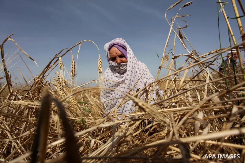 A Palestinian woman harvests wheat and barley on a farm in Khan Younis in the southern Gaza Strip. Photo by Ashraf Amra