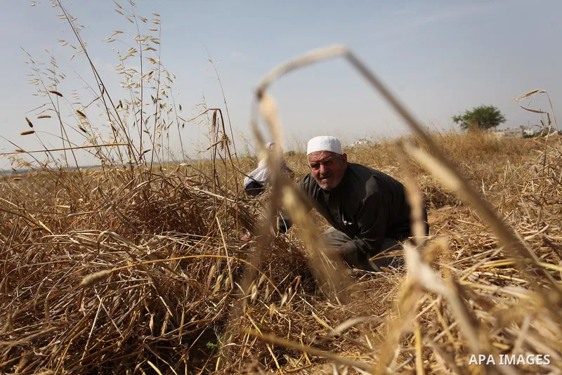 Palestinians harvest wheat and barley on a farm in Khan Younis in the southern Gaza Strip April 25, 2016. Photo by Ashraf Amra