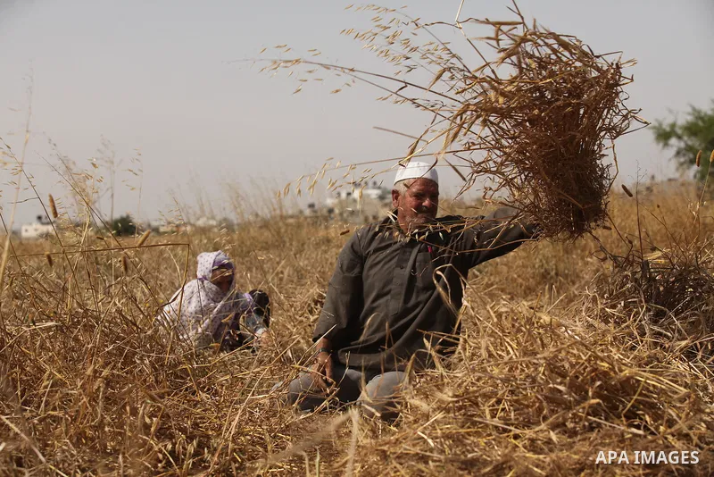 Palestinians harvest wheat and barley on a farm in Khan Younis in the southern Gaza Strip April 25, 2016. Photo by Ashraf Amra