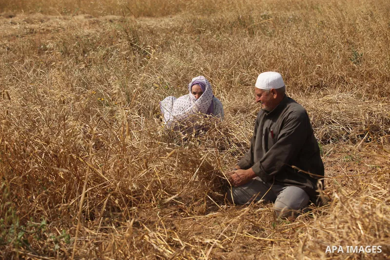 Palestinians harvest wheat and barley on a farm in Khan Younis in the southern Gaza Strip April 25, 2016. Photo by Ashraf Amra
