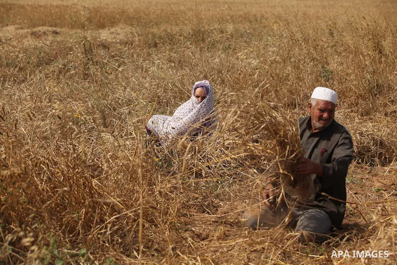 Palestinians harvest wheat and barley on a farm in Khan Younis in the southern Gaza Strip April 25, 2016. Photo by Ashraf Amra