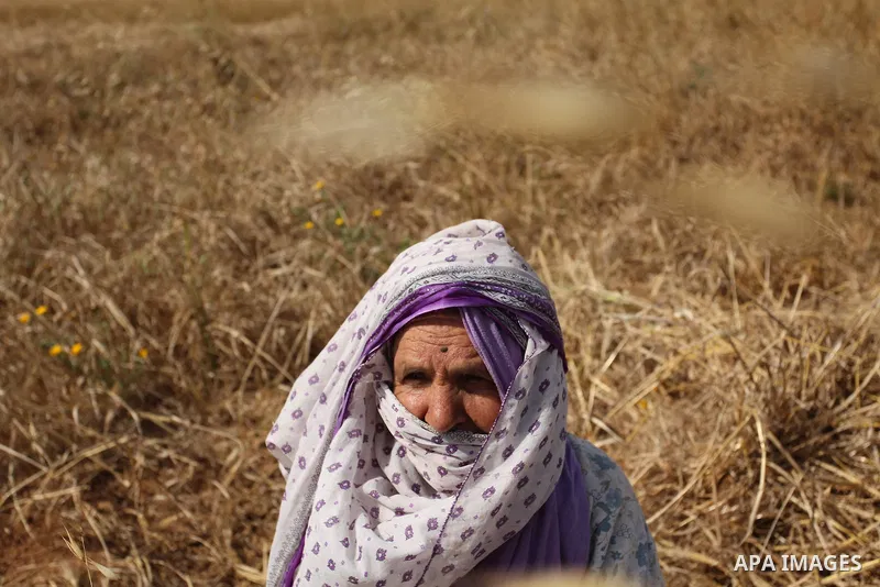 A Palestinian woman harvests wheat and barley on a farm in Khan Younis in the southern Gaza Strip. Photo by Ashraf Amra