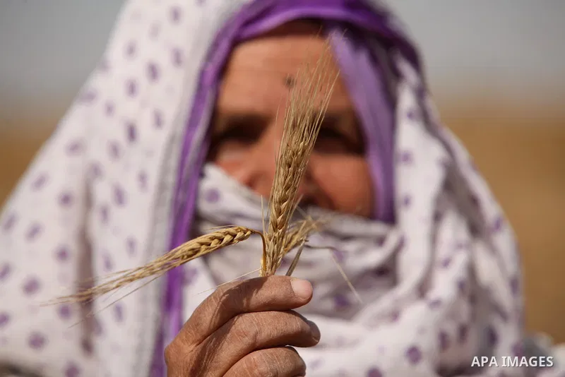 A Palestinian woman harvests wheat and barley on a farm in Khan Younis in the southern Gaza Strip. Photo by Ashraf Amra