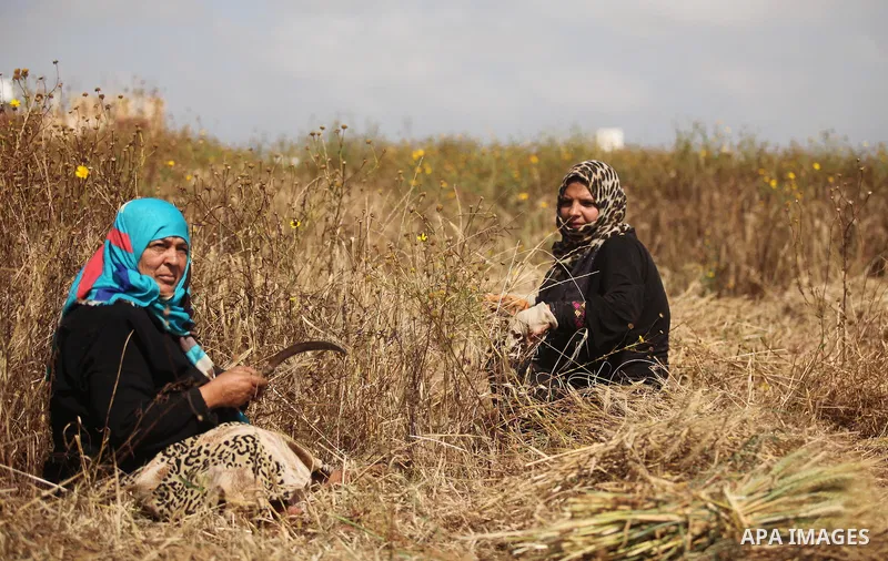 Palestinians harvest wheat and barley on a farm in Khan Younis in the southern Gaza Strip April 25, 2016. Photo by Ashraf Amra