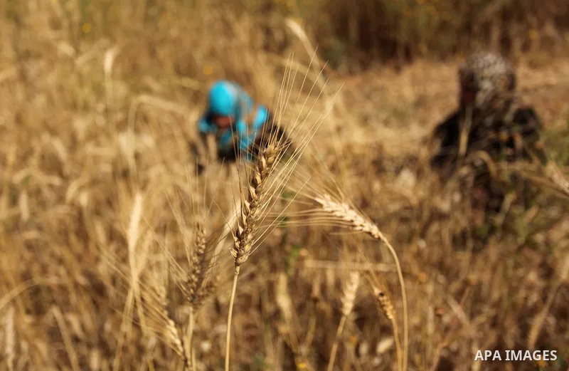 Palestinians harvest wheat and barley on a farm in Khan Younis in the southern Gaza Strip April 25, 2016. Photo by Ashraf Amra