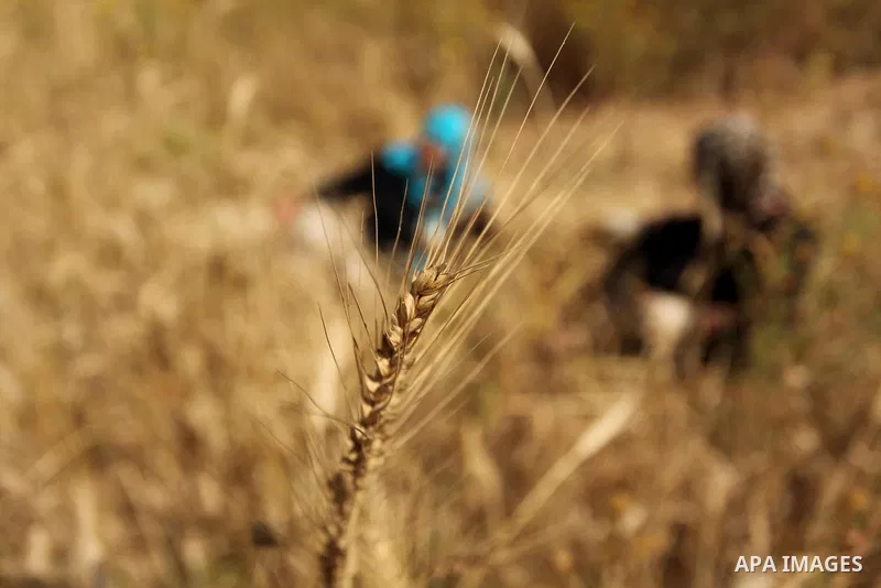 A Palestinian woman harvests wheat and barley on a farm in Khan Younis in the southern Gaza Strip. Photo by Ashraf Amra