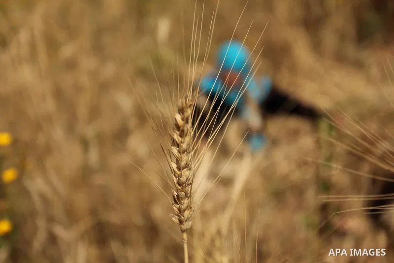 A Palestinian woman harvests wheat and barley on a farm in Khan Younis in the southern Gaza Strip. Photo by Ashraf Amra