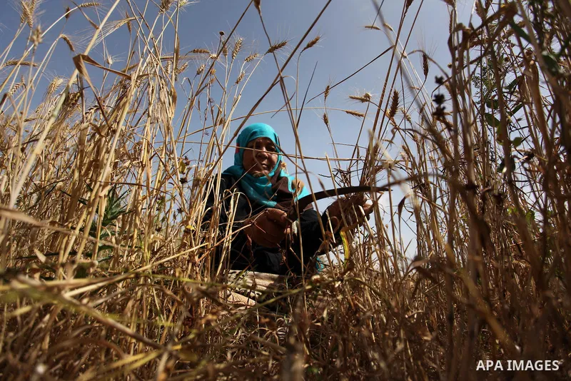 A Palestinian woman harvests wheat and barley on a farm in Khan Younis in the southern Gaza Strip. Photo by Ashraf Amra