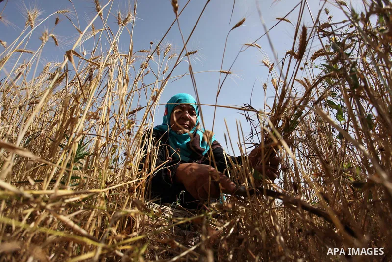 A Palestinian woman harvests wheat and barley on a farm in Khan Younis in the southern Gaza Strip. Photo by Ashraf Amra