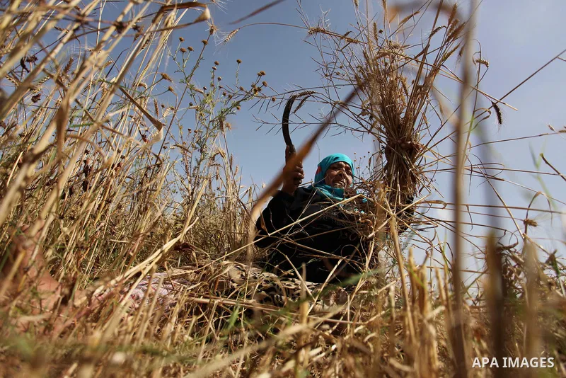 A Palestinian woman harvests wheat and barley on a farm in Khan Younis in the southern Gaza Strip. Photo by Ashraf Amra